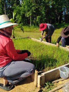 เกษตรกรร่วมทำแปลงทดลองการปลูกข้าวแบบ SRI (System of Rice Intensification) จังหวัดยโสธร