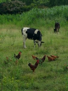 Cows & Hens