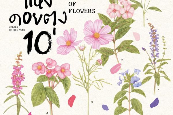 “เทศกาลสีสันแห่งดอยตุง ครั้งที่ 10” ในธีม “ดอกไม้ระบายดอย” ให้ดอกไม้และรอยยิ้มเบ่งบานทั่วดอยตุง