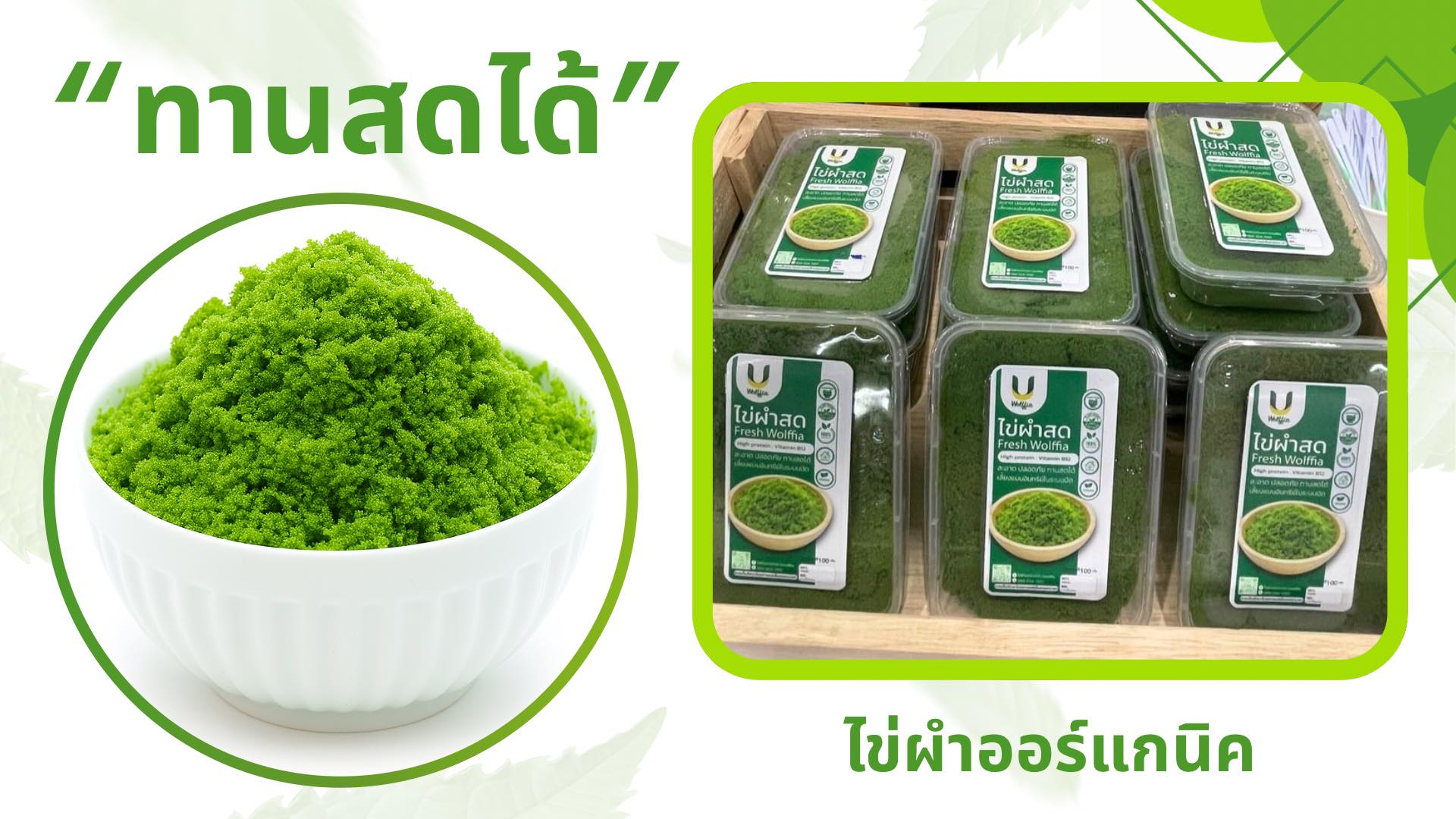 ไข่ผำออร์แกนิกเกรดพรีเมียม (Premium Fresh Wolffia)